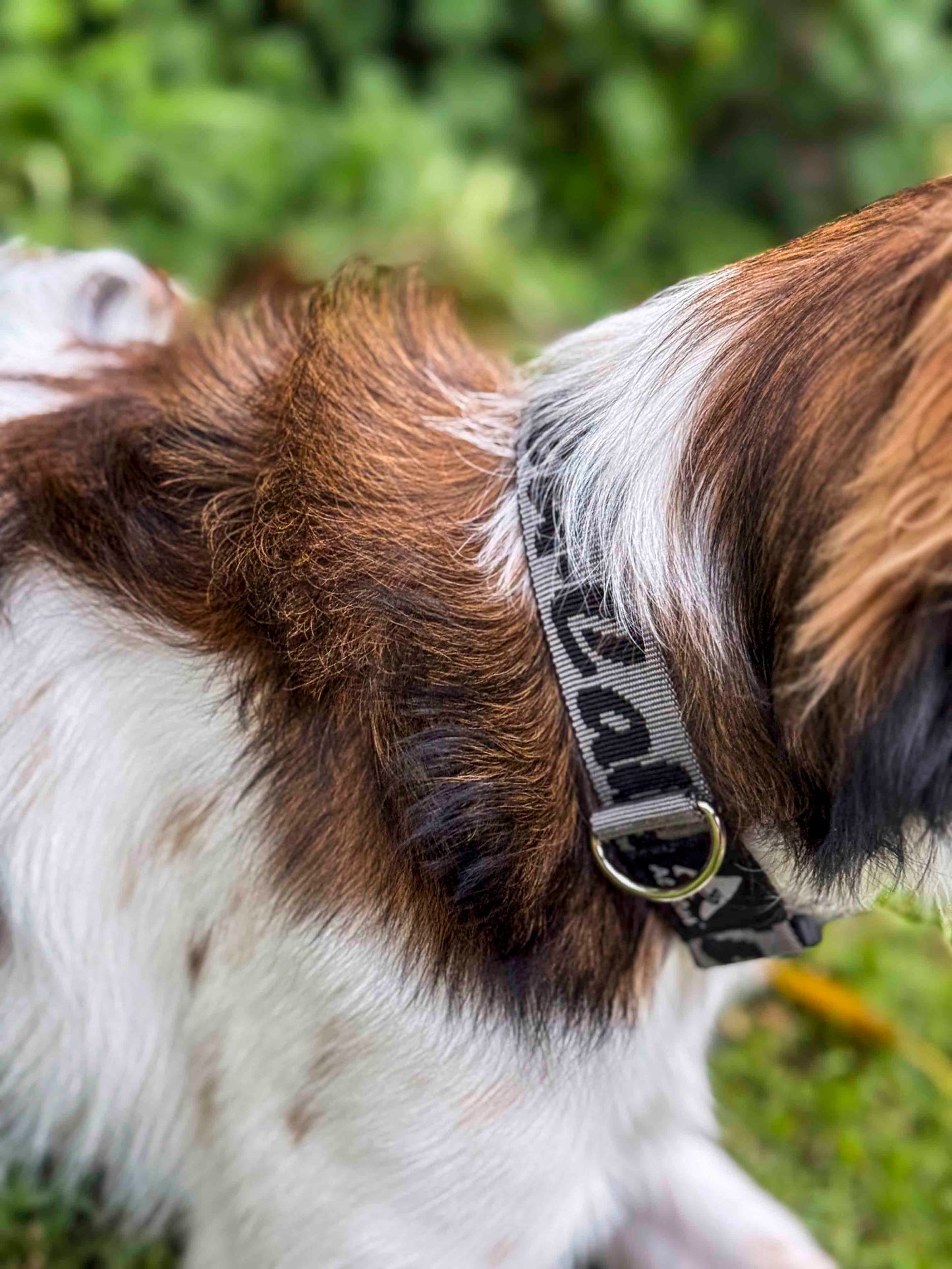 DOG COLLAR SMALL - QTY 10