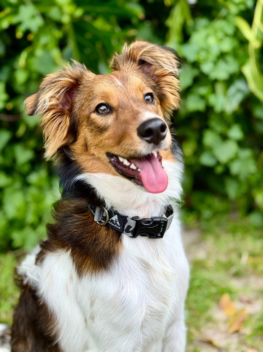 DOG COLLAR SMALL - QTY 10